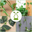 Green Plants Wall-Climbing Holder Self-Adhesive Hook Cirrus Wall Climbing Fixed Hook