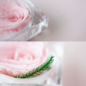 Preserved Real Rose Flower in Clear Box Eternal Rose Scented Forever Rose Flower Present for Women Gifts Mother's Day Valentine Romantic Wedding Home Party Festivals Anniversary Christmas Eve